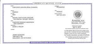 American Kennel Club-AKC Registered