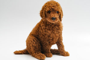 Red Standarde Poodle Puppy