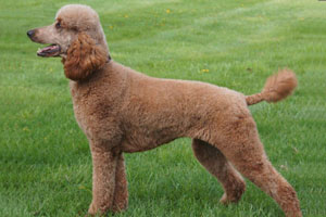 Photo of Zena Red Standard Poodle.